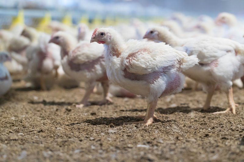 Die ersten Auswertungen der Antibiotika-Datenbank zeigen: Nicht viel
