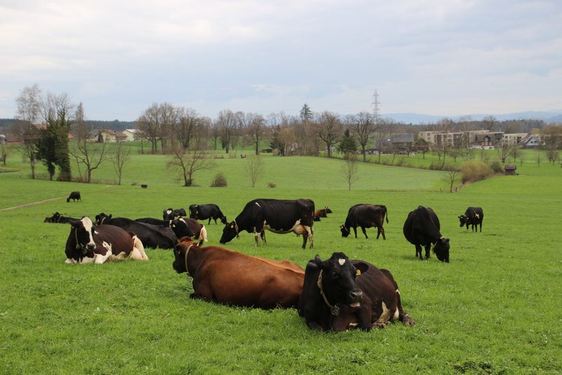 Die IG Weidemilch besuchte einen Betrieb mit effizienten Weidekühen aus eigener Zucht