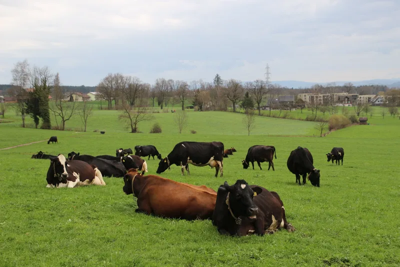 Die IG Weidemilch besuchte einen Betrieb mit effizienten Weidekühen aus eigener Zucht