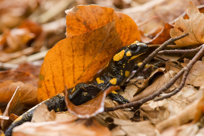 Fire salamander Plitvice National Park, Croatia