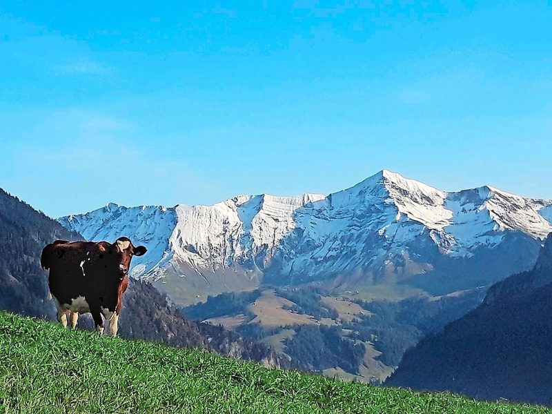 Ist der Hohgant im Frühling noch mit Schnee bedeckt, dürfen vis-à-vis auf der Sonnseite die Kühe von Fankhausers schon auf die Weide.