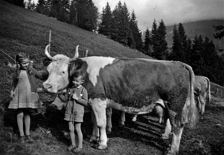 Das Bild stammt vom Anfang der 1960-er Jahre. Hans Fankhauser, damals zirka fünf Jahre alt, mit einer Simmentalerkuh noch vom «alten Schlag».