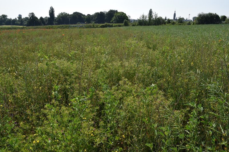 Ackerbau: Beim herbizidlosen Kartoffelanbau braucht es immer einen Plan B
