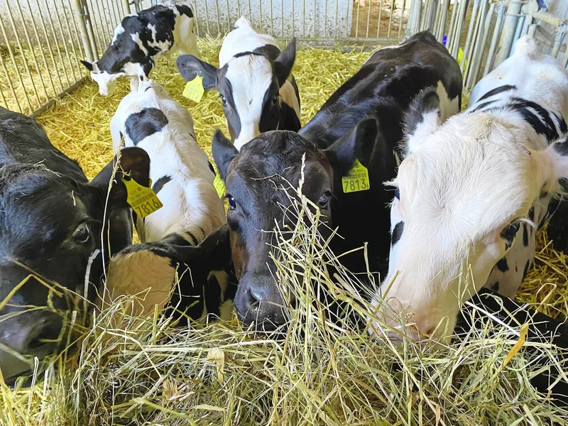 Steht Kälbern bereits früh Trockenfutter zur Verfügung, ist dies unter anderem vorteilhaft für die Pansenentwicklung.