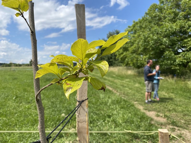 «Wir wollen den ganzen Betrieb auf Agroforst umstellen»