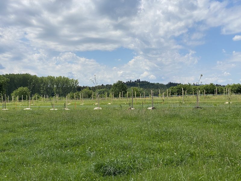 «Wir wollen den ganzen Betrieb auf Agroforst umstellen»