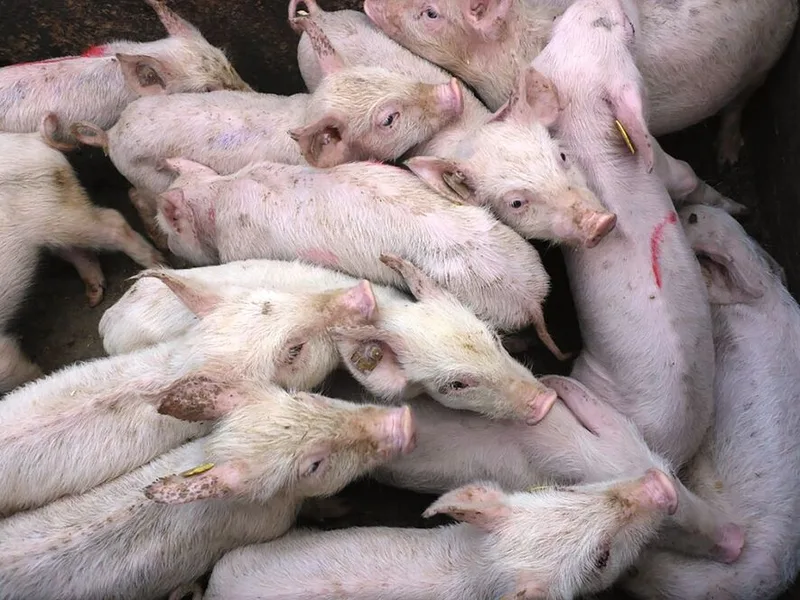 Wichtige Ursachen für Kümmern bei Absetzferkeln sind Circoviren (PCV-2), Lawsonien, Brachyspiren und Parasiten. Bei Durchfall ist die wichtigste Sofortmassnahme, den Flüssigkeitsverlust auszugleichen (Elektrolytlösung).