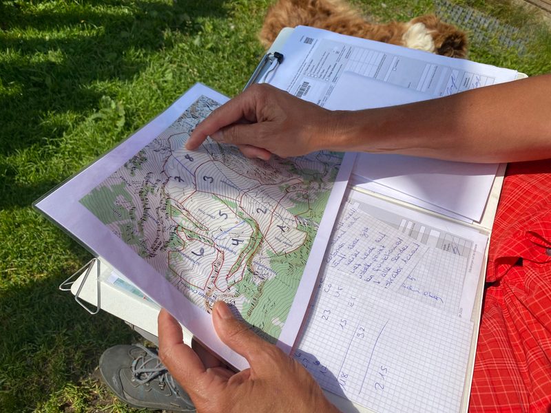 Herdenschutz: «Seitdem ich Lamas einsetze, habe ich Ruhe vor dem Wolf»
