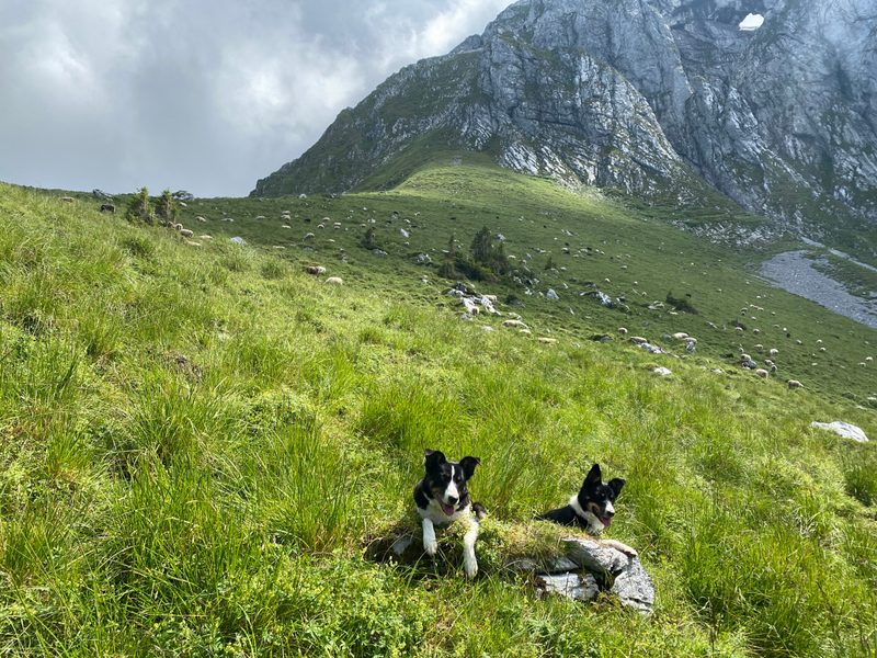 Herdenschutz: «Seitdem ich Lamas einsetze, habe ich Ruhe vor dem Wolf»