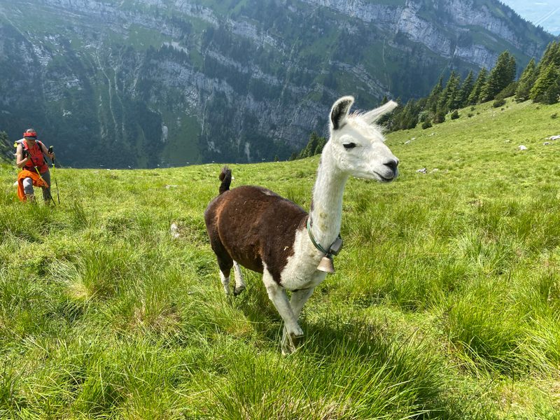 Herdenschutz: «Seitdem ich Lamas einsetze, habe ich Ruhe vor dem Wolf»