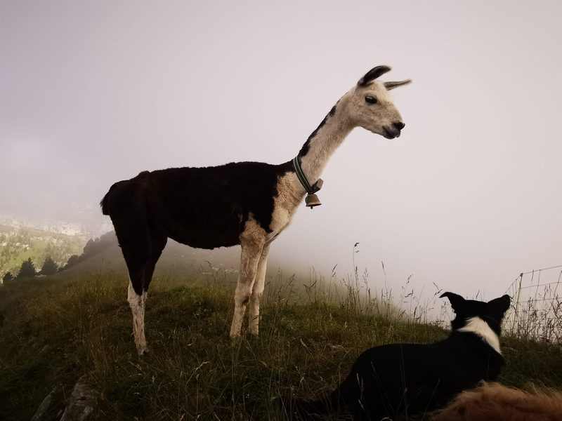 Herdenschutz: «Seitdem ich Lamas einsetze, habe ich Ruhe vor dem Wolf»