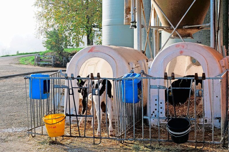 Das Tränkerangebot auf dem Markt steigt – Mastremonten bieten eine lukrative Alternative