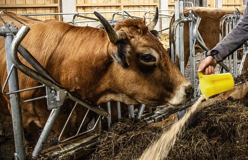 Etwas mehr Geld für Milch im 2022