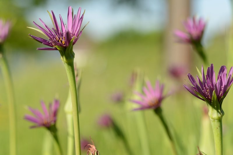 Verschollene Wurzelgemüse sollen zurückkehren