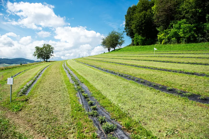 Erste Schweizer Hagebuttenplantage
