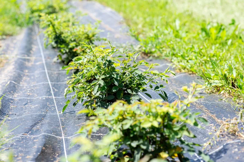 Erste Schweizer Hagebuttenplantage