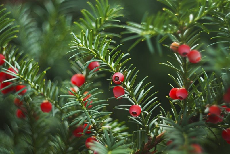 Sieben Gründe, sich auf die neue Gartensaison zu freuen
