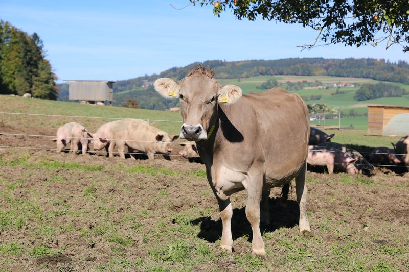 Familie Schönbächler ist froh um die Vielseitigkeit ihres Betriebes