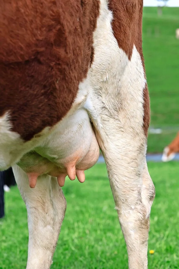 Viele Schweizer Böden sind selenarm. Bei einer gras- und heuorientierten Fütterung kann es rasch zu einer Unterversorgung kommen.