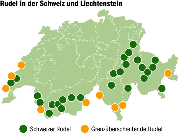 Stand November 2024 gibt es in der Schweiz 35 Wolfsrudel, davon neun grenzüberschreitende. Ende Januar waren es noch 38 Rudel.