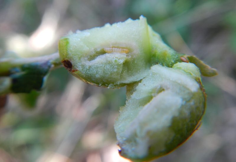 Forschung: Verlust der Biodiversität macht anfälliger auf den Klimawandel