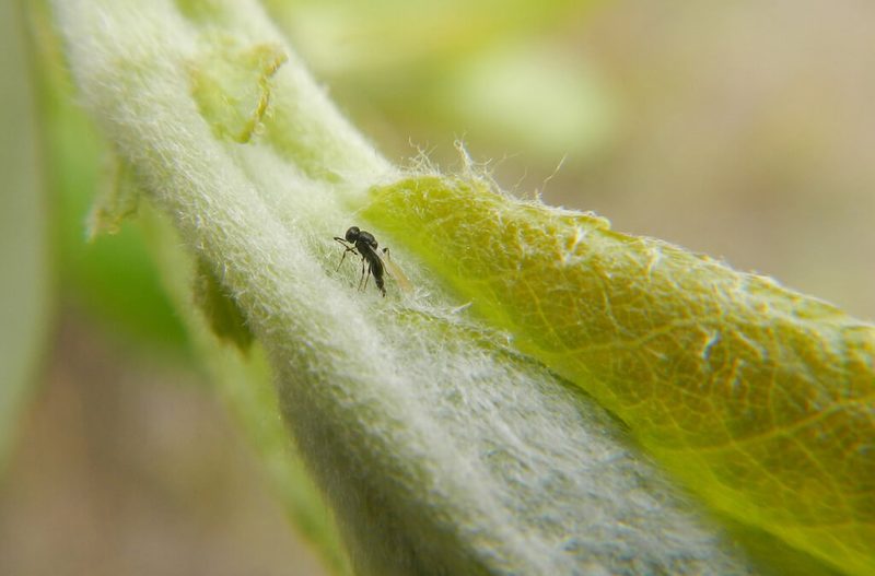 Forschung: Verlust der Biodiversität macht anfälliger auf den Klimawandel