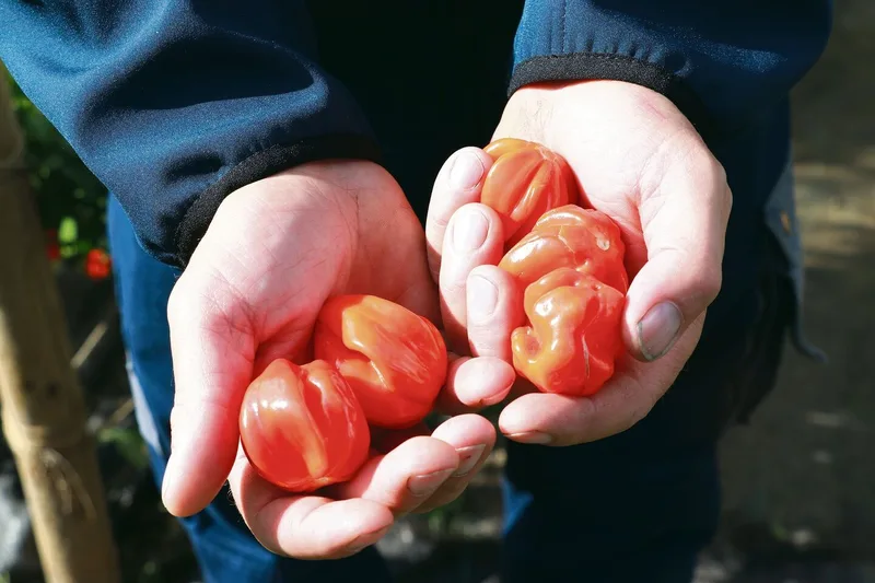 Beim Aargauer Gemüseproduzent Jörg Friedli wachsen scharfe Chilis auf dem Feld