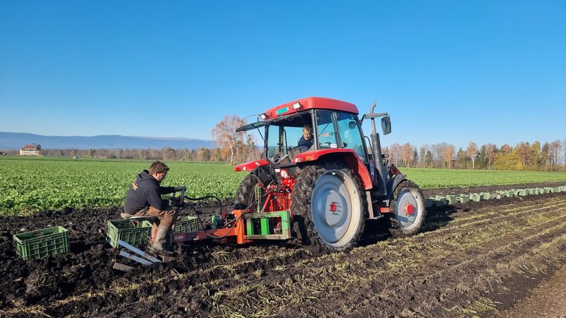 Familie Känel pflegt die Schwarzwurzeltradition