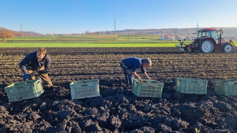 Familie Känel pflegt die Schwarzwurzeltradition