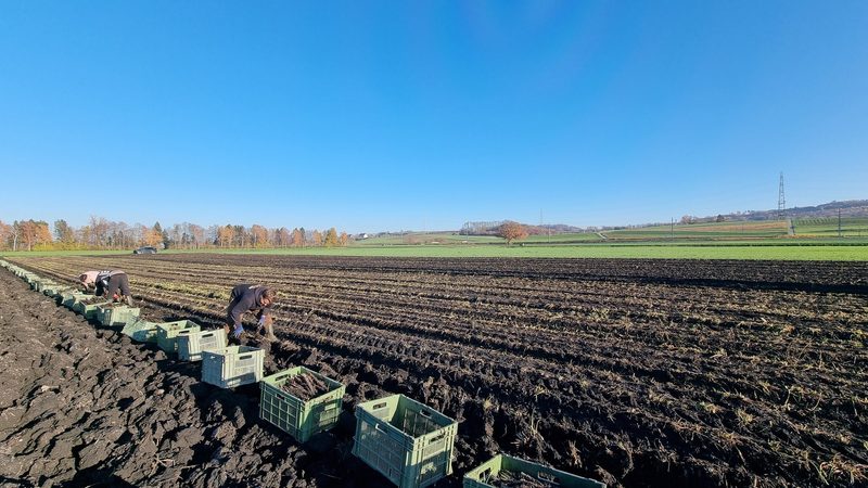 Familie Känel pflegt die Schwarzwurzeltradition