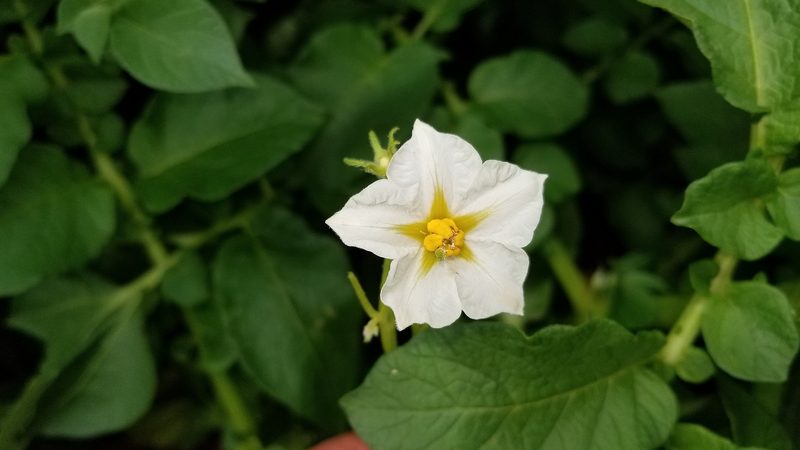 Butterzarte Delikatesse: Die Frühkartoffel