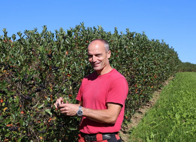 Schweizer Aronia muss mit Qualität überzeugen