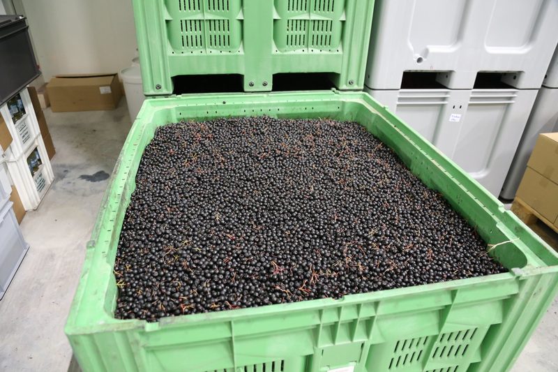 Schweizer Aronia muss mit Qualität überzeugen