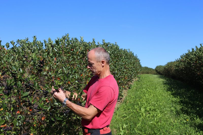 Schweizer Aronia muss mit Qualität überzeugen