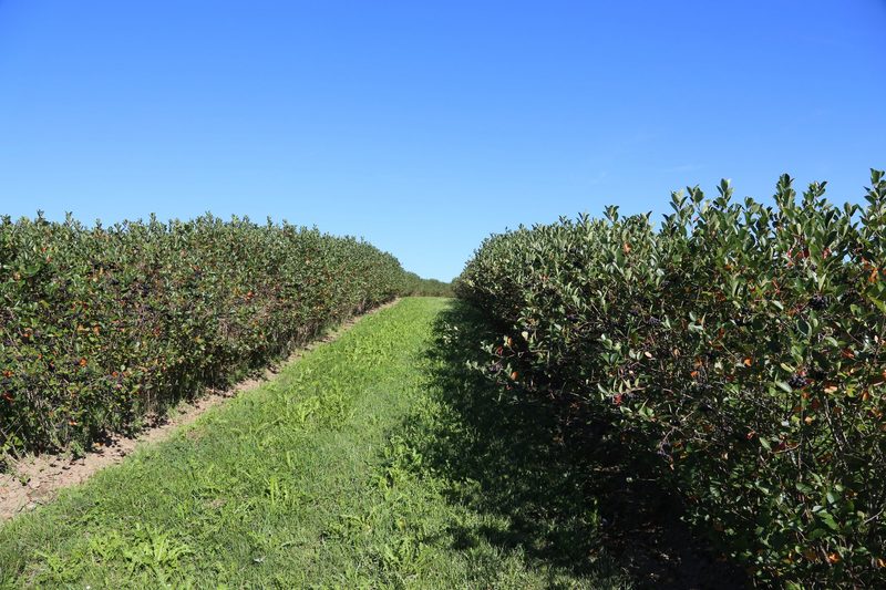Schweizer Aronia muss mit Qualität überzeugen
