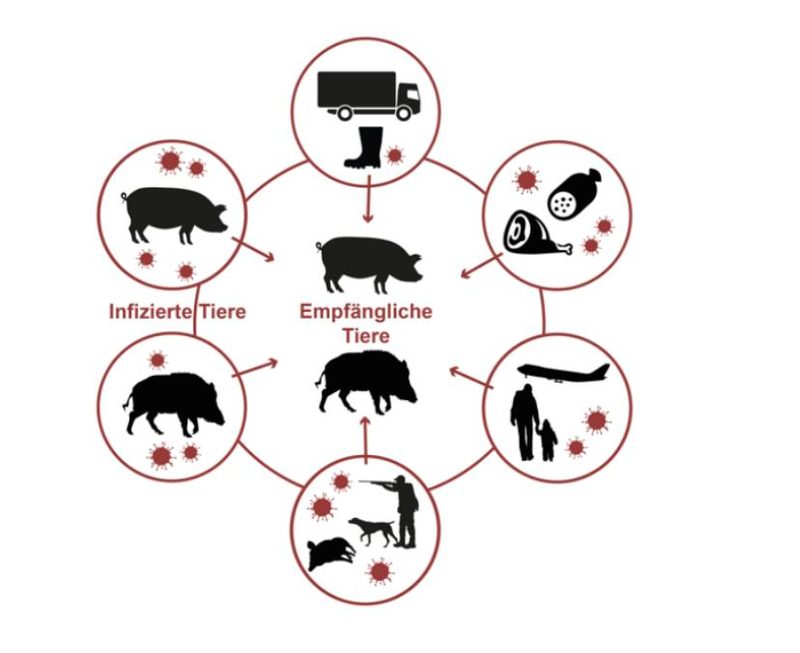 So wird die Afrikanische Schweinepest übertragen