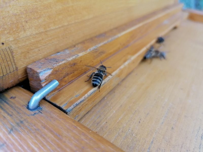 Bei Imker Martin Ulrich steht das Wohl der Bienen an erster Stelle