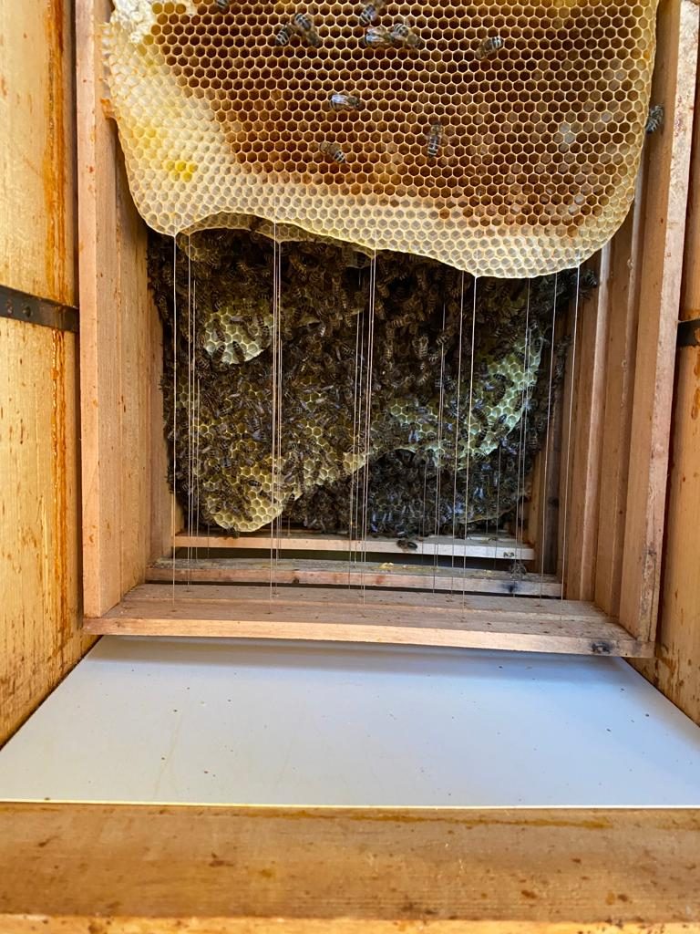 Bei Imker Martin Ulrich steht das Wohl der Bienen an erster Stelle