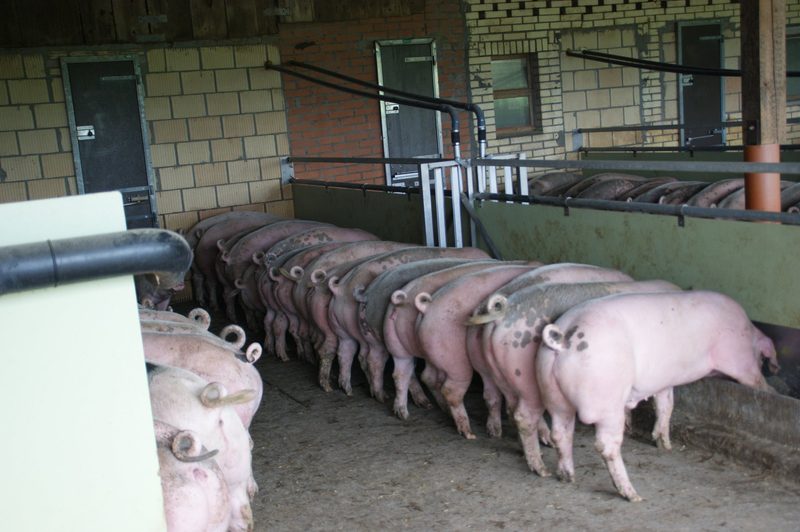 Die Tiergesundheit erhalten, anstatt Krankheiten therapieren