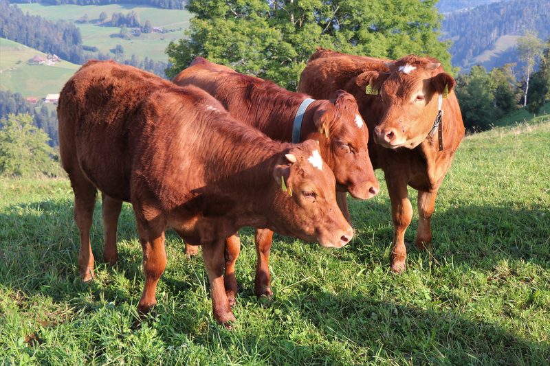 Die Tiergesundheit erhalten, anstatt Krankheiten therapieren