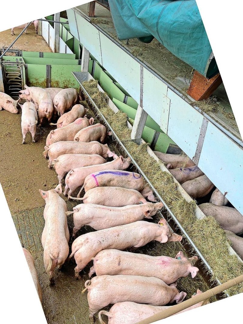 Beschäftigung und Futter: Galtsauengruppe an der Heuraufe im Freien auf dem Betrieb Mariahalden.