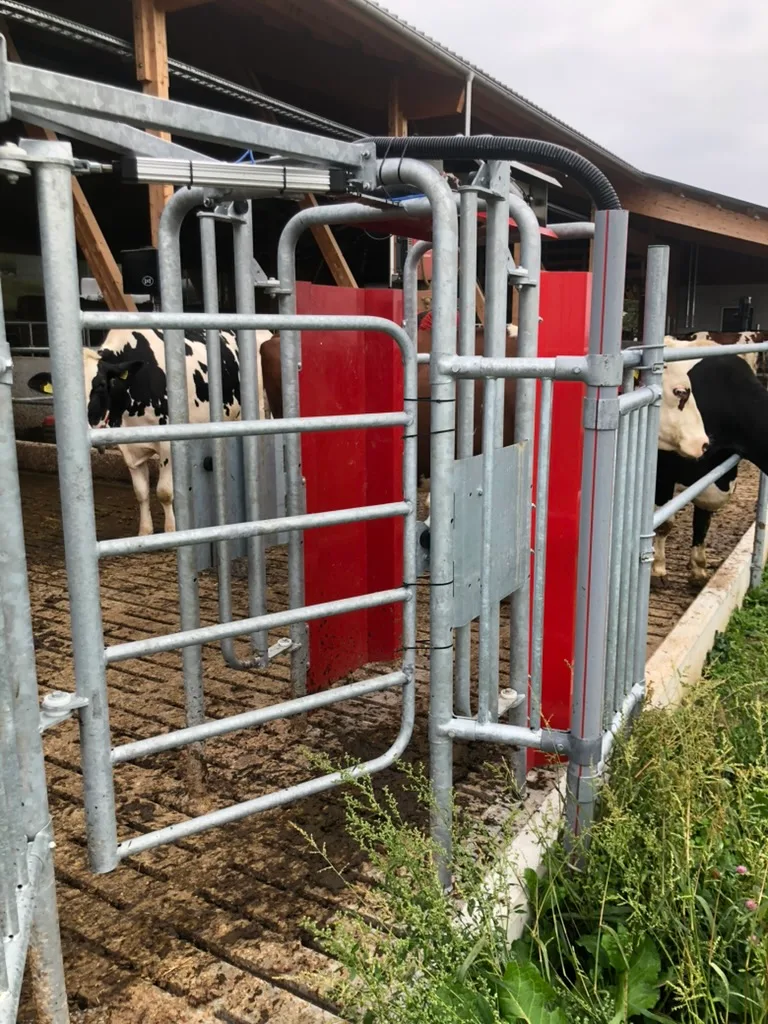 Erster Lely Astronaut A5 Next der Schweiz: Familie Sperisen melkt mit neuster Robotertechnik