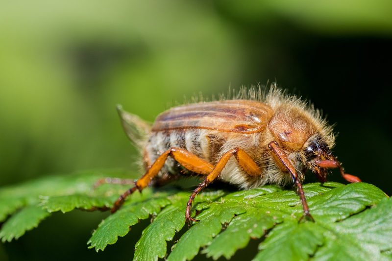 Ist das ein Japankäfer? So erkennen Sie den eingeschleppten Schädling