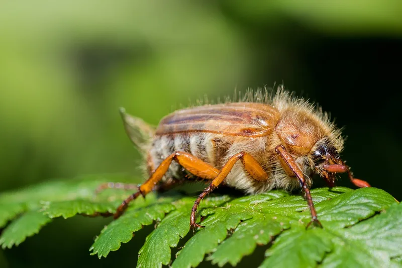 Ist das ein Japankäfer? So erkennen Sie den eingeschleppten Schädling
