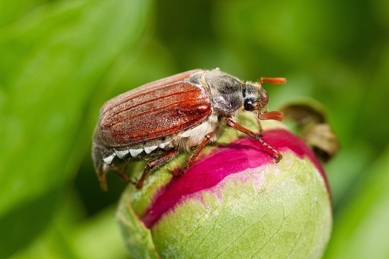 Ist das ein Japankäfer? So erkennen Sie den eingeschleppten Schädling