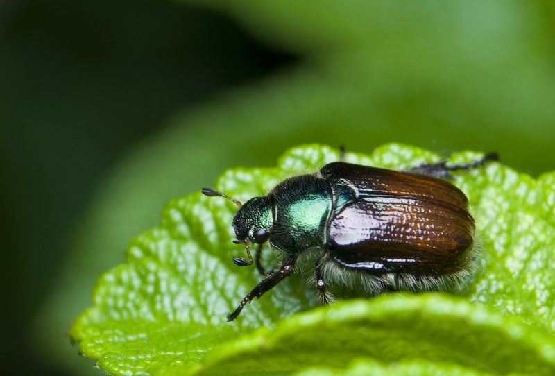 Ist das ein Japankäfer? So erkennen Sie den eingeschleppten Schädling