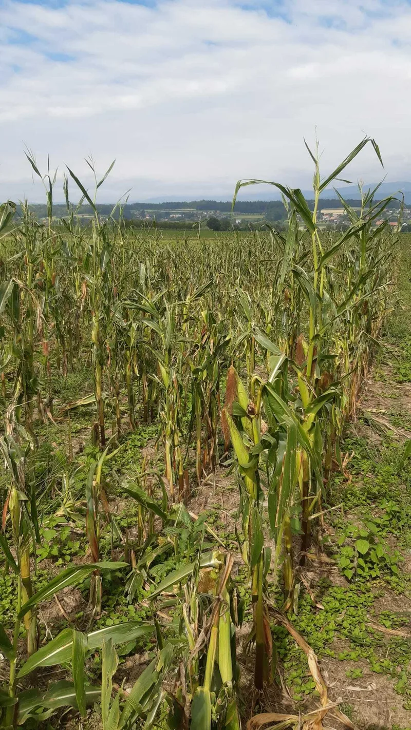 Der Mais ist trotz Hagel noch nicht ganz verloren