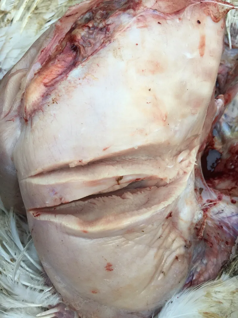 Schon zwei Grad mehr sind beim Geflügel zu viel