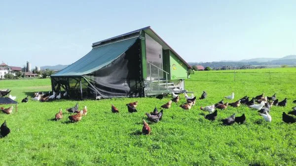 Schon zwei Grad mehr sind beim Geflügel zu viel