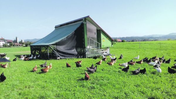 Schon zwei Grad mehr sind beim Geflügel zu viel